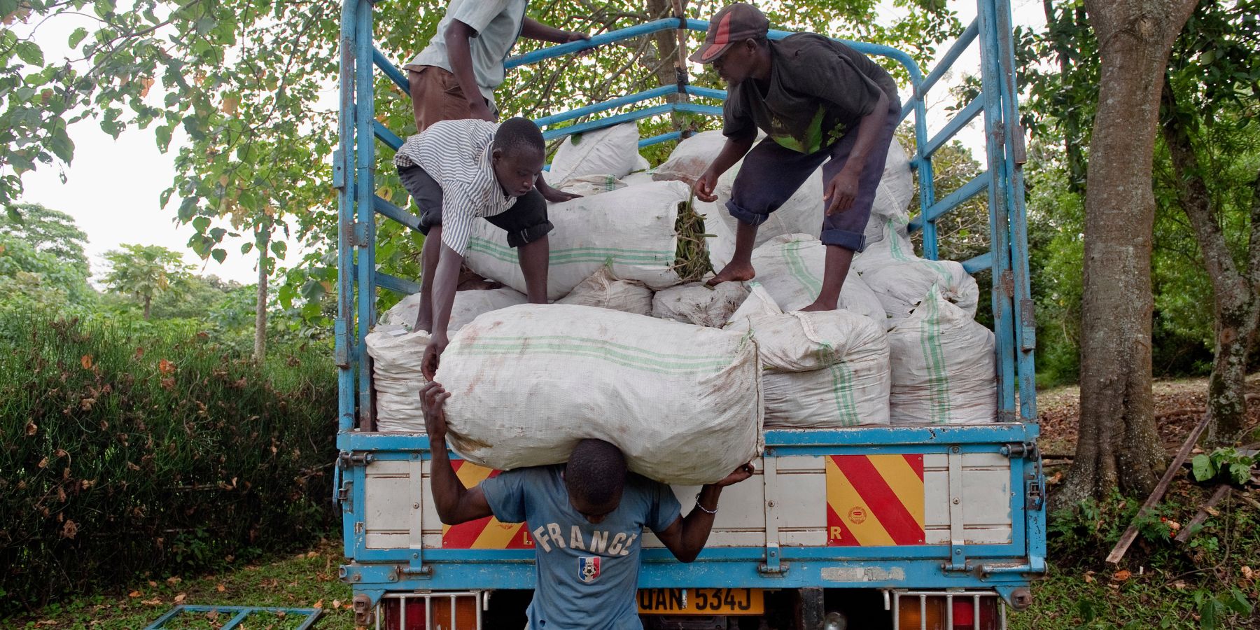 off loading sacks of green vanilla beans at Ndali Vanilla factory